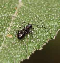 Dolichoderus australis