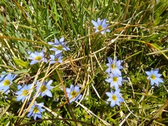 Gentiana prostrata