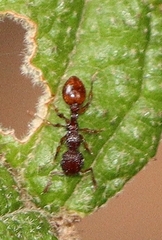 Podomyrma