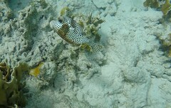 Lactophrys bicaudalis