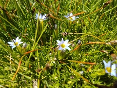 Gentiana prostrata