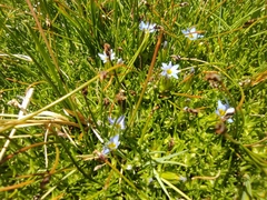 Gentiana prostrata