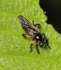 Laphria
