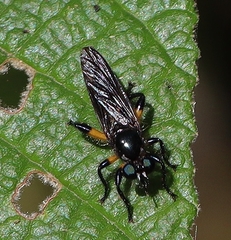 Laphria