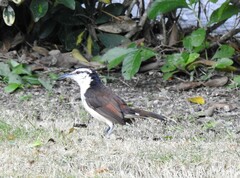Campylorhynchus griseus