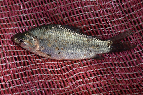 Carp headstander (Cyphocharax magdalenae) — Curimatidae