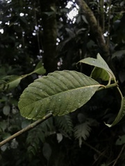 Rubiaceae