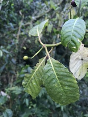 Rubiaceae