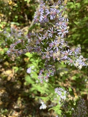 Symphyotrichum cordifolium