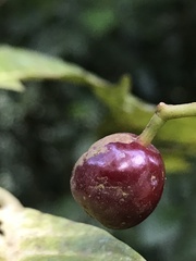 Rubiaceae