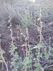 Malacothamnus marrubioides