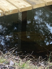 Macrochelys temminckii