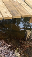 Macrochelys temminckii