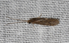 Ecnomidae