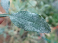 Erysiphe pisi
