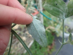 Erysiphe pisi