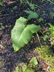 Xanthosoma robustum