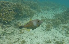 Cantherhines macrocerus