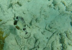 Lactophrys triqueter