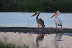 Pelecanus onocrotalus