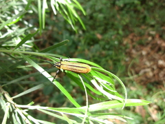 Rhinotia haemoptera