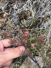 Acrothamnus colensoi