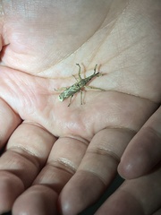 Ulocerus