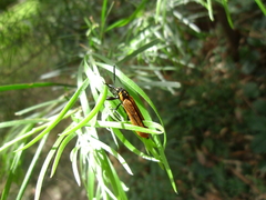 Rhinotia haemoptera