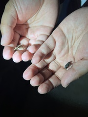 Ulocerus