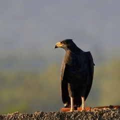Buteogallus anthracinus