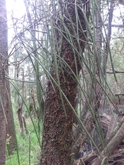 Dendrobium teretifolium