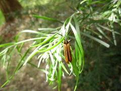 Rhinotia haemoptera