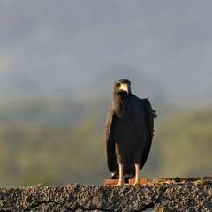 Buteogallus anthracinus