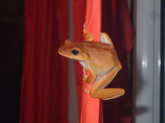 Polypedates megacephalus