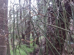 Dendrobium teretifolium