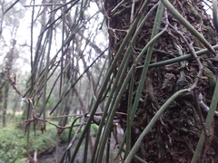 Dendrobium teretifolium