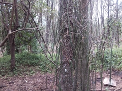 Dendrobium teretifolium