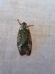 Euchaetis metallota