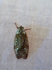 Euchaetis metallota