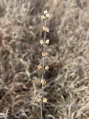 Agalinis fasciculata