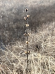 Agalinis fasciculata