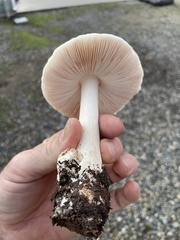 Amanita ocreata