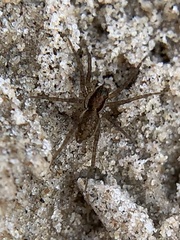 Pardosa littoralis