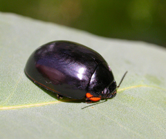 Paropsisterna giachinoi