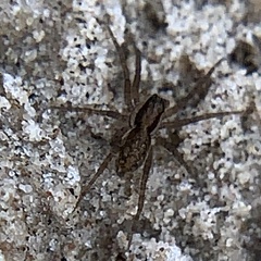 Pardosa littoralis