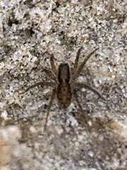 Pardosa littoralis