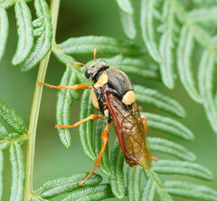 Perga affinis