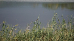 Amblyospiza albifrons