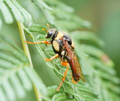 Perga affinis