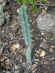 Acanthocereus tetragonus